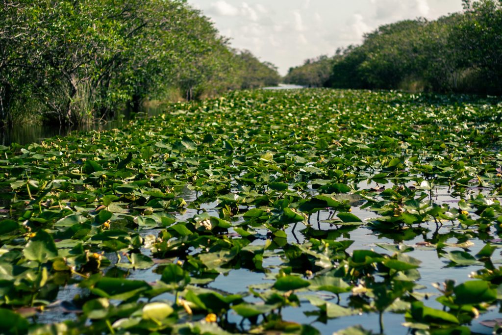 A quiet Everglades waterway covered in lily pads