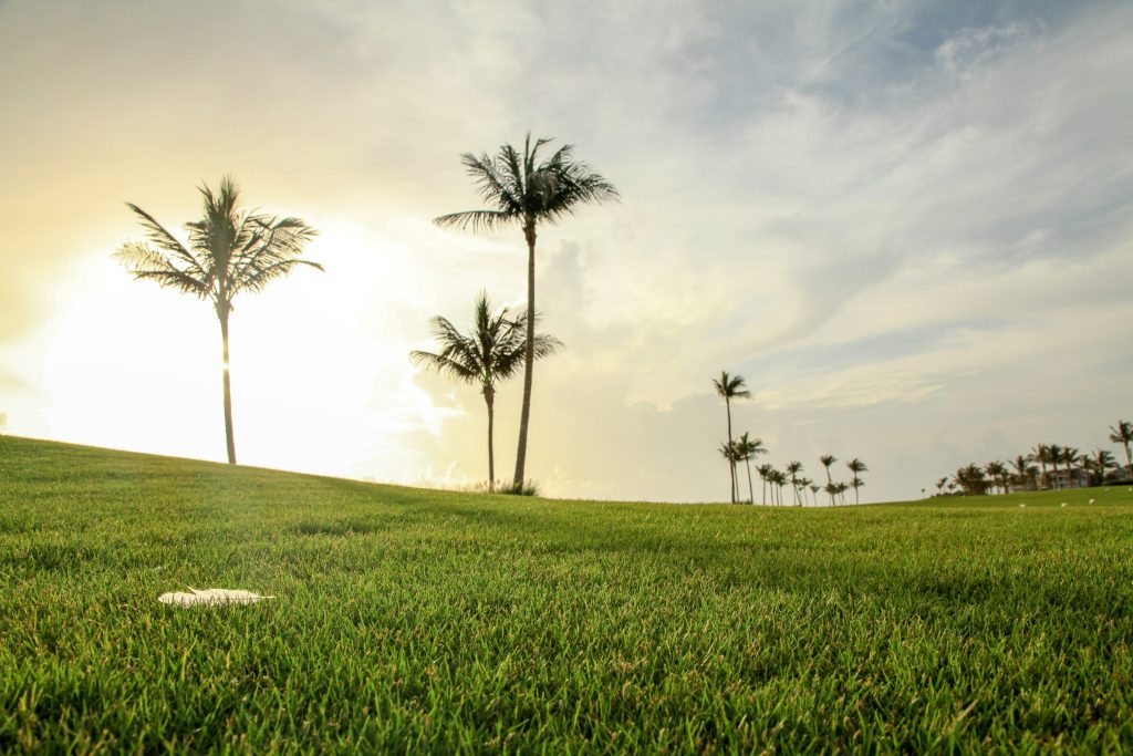 A golf fairway with coconut palms against the low sun