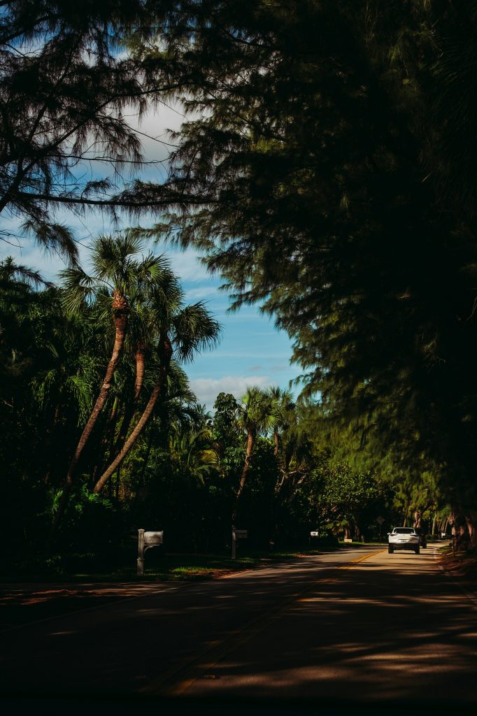 A two-lane road in deep shade under australian pines, mailboxes along the verge