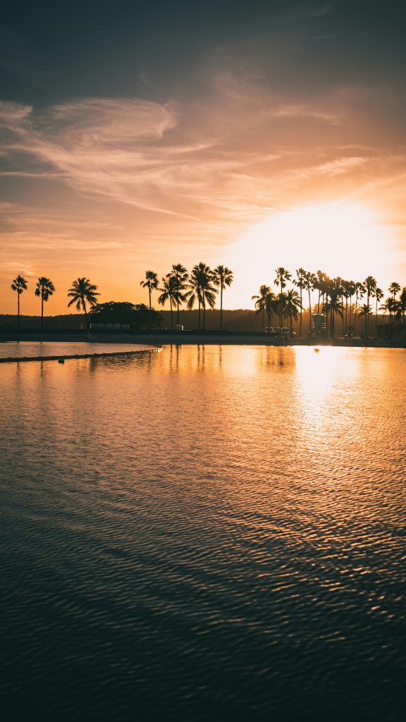 Palms silhouetted against the water at sunset