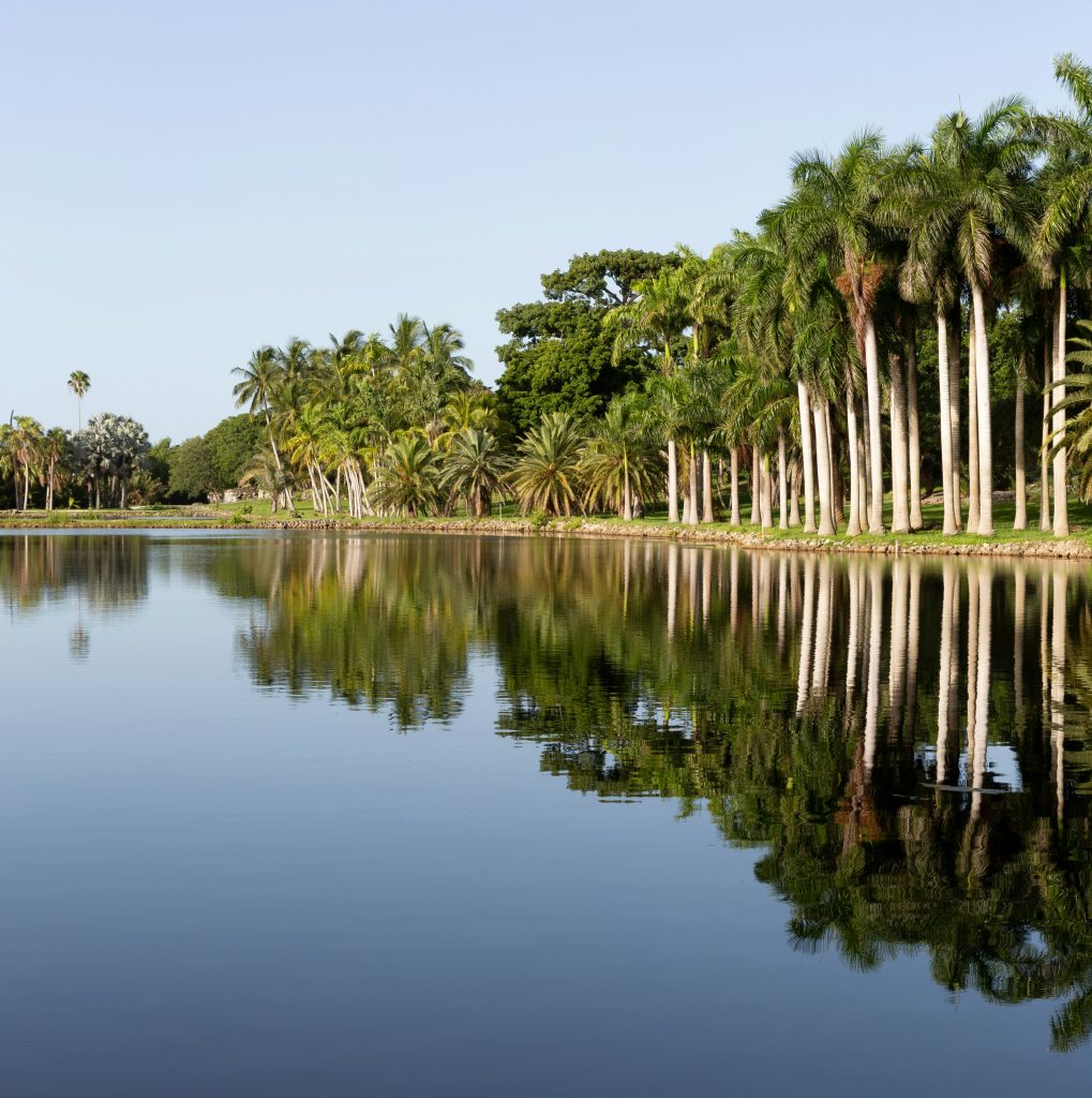 Royal palms reflected in a still lake